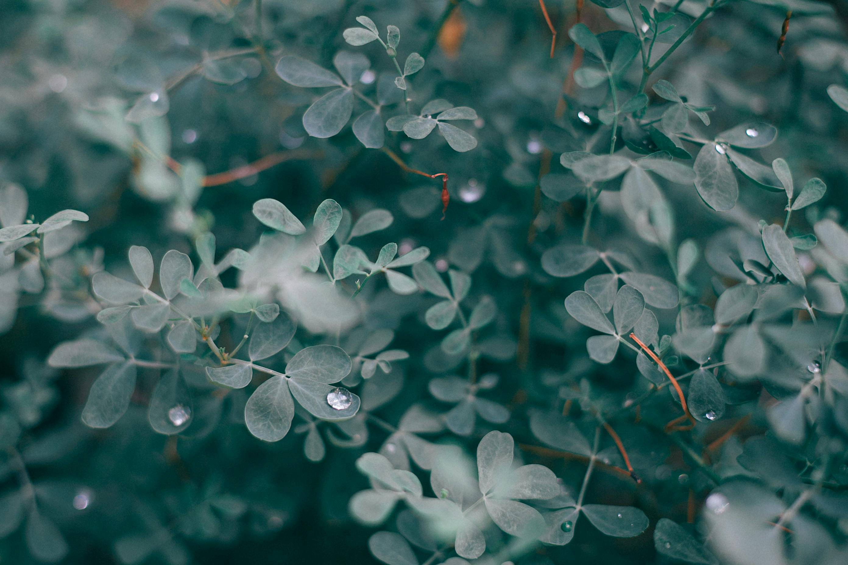 inspiracion-aroma-eucalipto.jpg