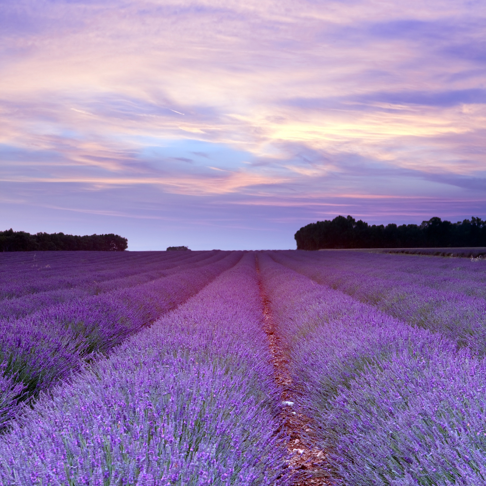 lavanda.png